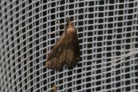 Schrankia costaestrigalis