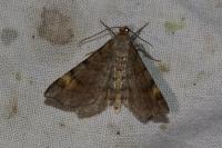 Macaria liturata
