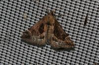 Hypena crassalis