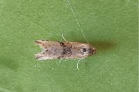 Zebeeba falsalis