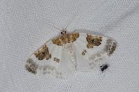 Plemyria rubiginata