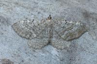 Philereme vetulata