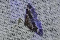 Epirrhoe alternata