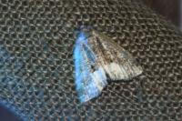 Deltote pygarga