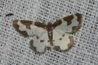Lomaspilis marginata