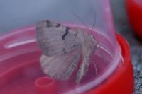Macaria wauaria