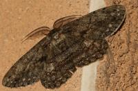 Hypomecis roboraria