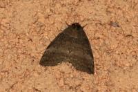 Ochropacha duplaris