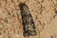 Dioryctria