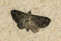 Pasiphila rectangulata