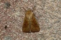 Mythimna vitellina