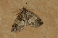 Hydriomena impluviata impluviata