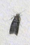 Ortholepis betulae
