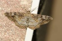 Alcis repandata