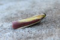 Oncocera semirubella