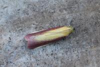 Oncocera semirubella