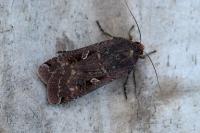Noctua pronuba