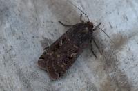 Noctua pronuba