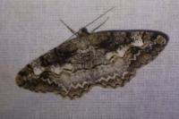 Alcis repandata