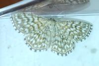 Scopula tessellaria