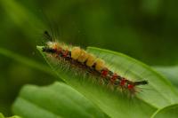 Orgyia antiqua
