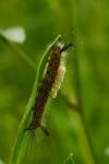 Orgyia antiqua