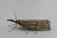 Chrysocrambus linetella