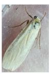 Wittia sororcula