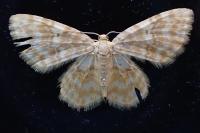 Hydrelia flammeolaria
