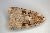 Xestia triangulum