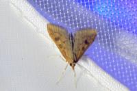 Udea ferrugalis