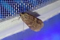 Nomophila noctuella