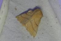 Malacosoma neustria