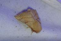 Malacosoma neustria