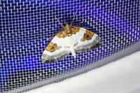 Plemyria rubiginata