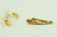Eccopisa effractella