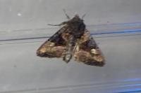 Euplexia lucipara