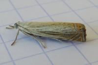 Chrysoteuchia culmella