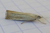 Chrysoteuchia culmella