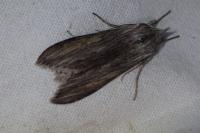 Cucullia umbratica