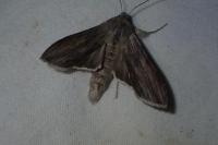 Cucullia umbratica