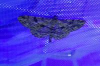 Peribatodes rhomboidaria rhomboidaria