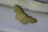 Idaea aversata