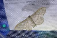 Idaea aversata