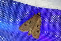 Agrotis exclamationis exclamationis
