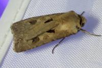 Agrotis exclamationis exclamationis