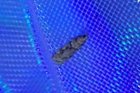 Eudonia angustea