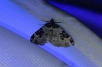 Xanthorhoe fluctuata