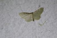 Idaea fuscovenosa