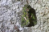 Trachea atriplicis
